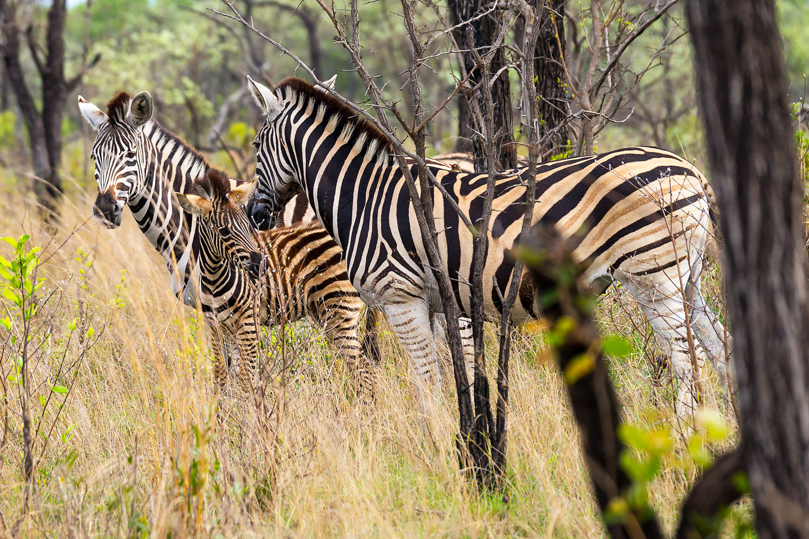 20161113 074513 Zebras
